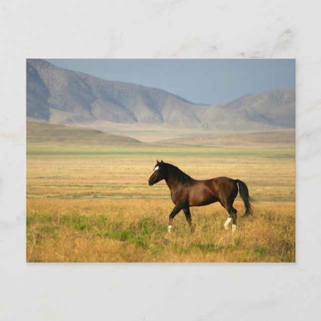 Der stolze postkarte (Vorderseite)