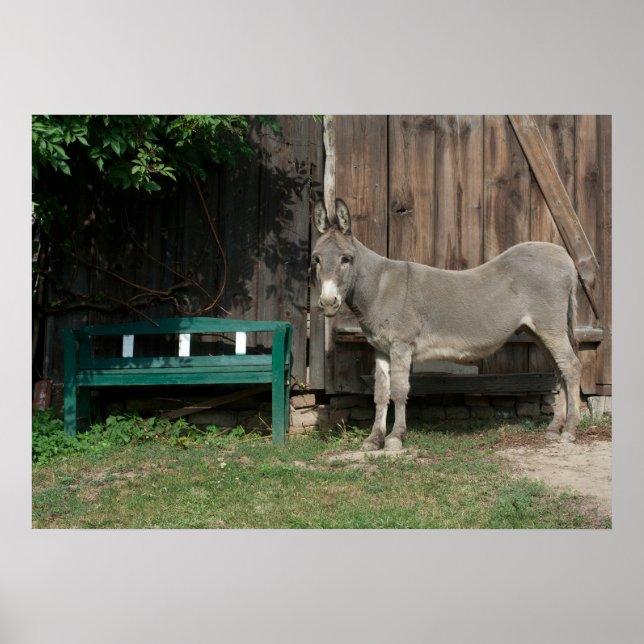 Der süße Donkey im Garten Poster (Vorne)