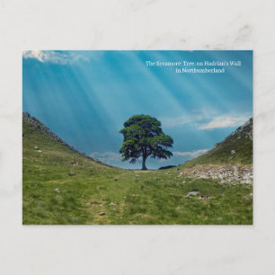 Der Sycamore-Baum Postkarte