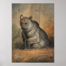 Der syrische Bär von Joseph Wolf