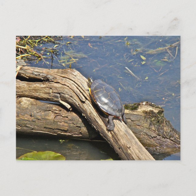 Der Tag der Schildkröte Postkarte (Vorderseite)