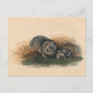 Der Tasmanische Wombat von Joseph Wolf Postkarte