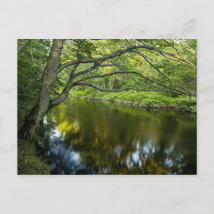 Der Taunton River in Bridgewater, 2 Postkarte