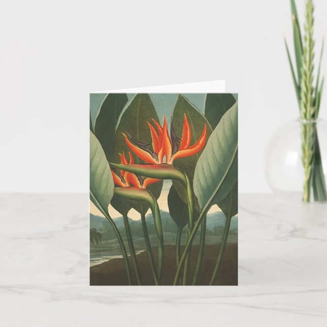 "Der Tempel der Königin-(Paradiesvogel)" - der Karte (Vorderseite)