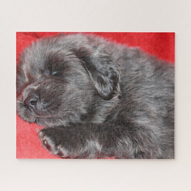 Der tibetische Mastiff Hund Jigsaws. (Horizontal)