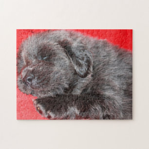 Der tibetische Mastiff Hund Jigsaws.