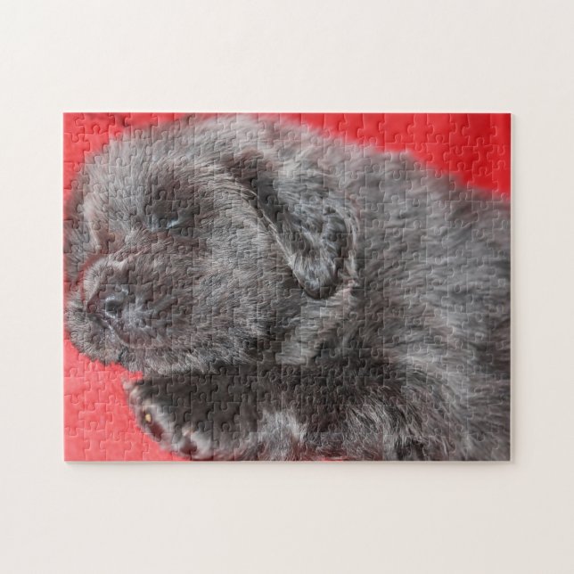 Der tibetische Mastiff Hund Jigsaws. (Horizontal)