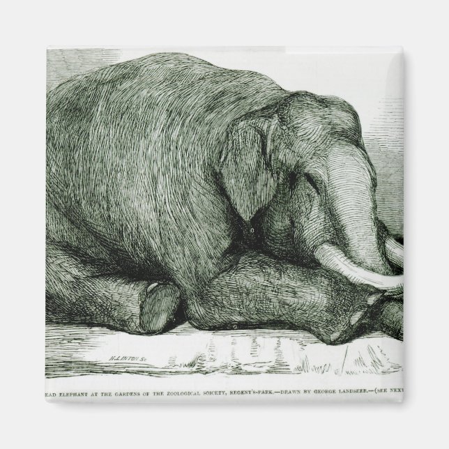 Der tote Elefant Magnet (Vorne)