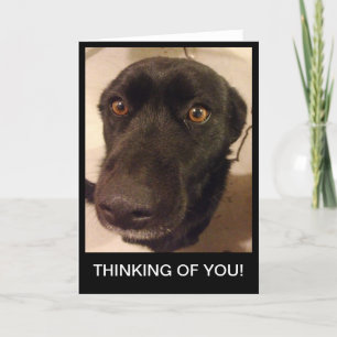 Der traurige Hund, der an Sie denkt, kardieren Karte