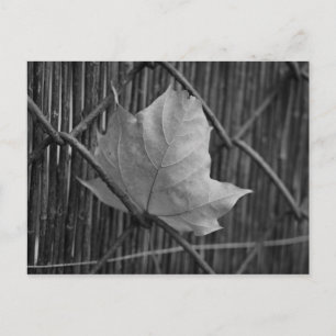 Der trockene Ahornleaf - Postkarte