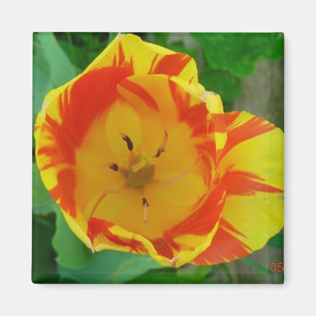 der Tulip-Magnet Magnet (Vorne)