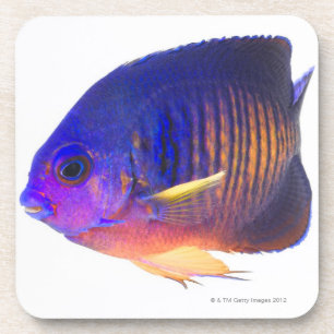 Der two-spined Angelfish Untersetzer