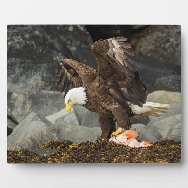 Der ultimative Adler Fotoplatte (Vorderseite)