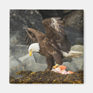 Der ultimative Adler Magnet