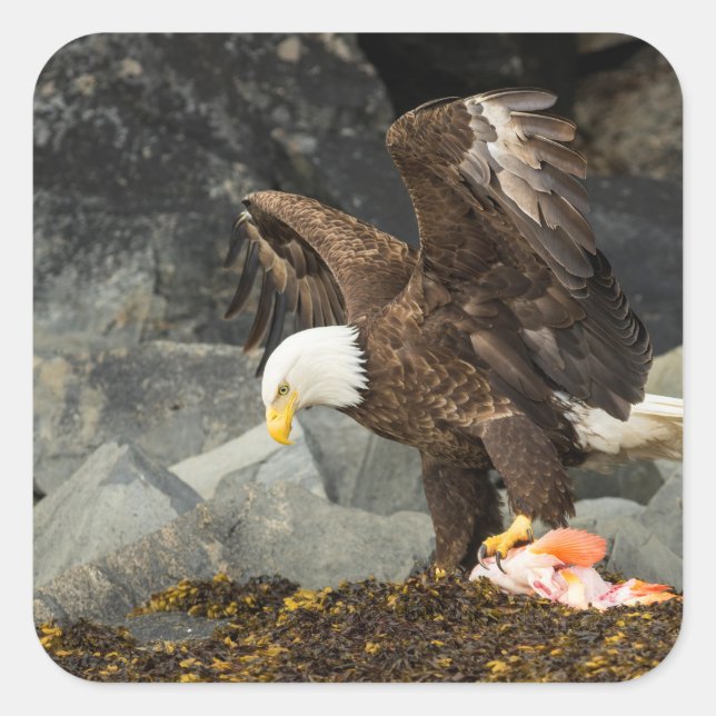 Der ultimative Adler Quadratischer Aufkleber (Vorderseite)