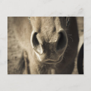 Der unglaublich essbare Herr Ed Postkarte