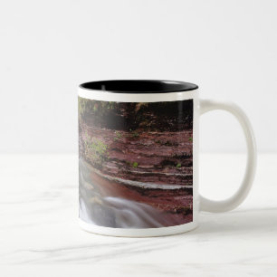 Der verstorbene Pferdekrebs im Nationalpark der Wa Zweifarbige Tasse