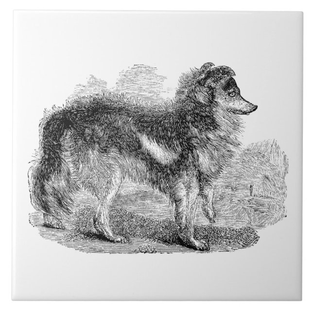 Der Vintage Hund 1800s Schäfers - Schäferhund Fliese (Vorderseite)