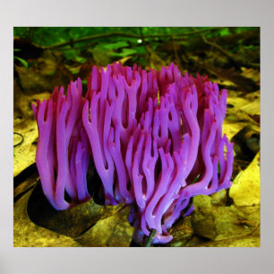 Der violette korallenrote Pilz Clavaria Zollingeri Poster