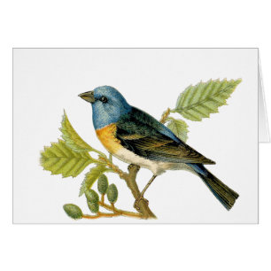 Der Vogel der Lazuli-Jagd dankt Ihnen für die Kart