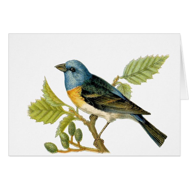 Der Vogel der Lazuli-Jagd dankt Ihnen für die Kart (Vorderseite (Horizontal))