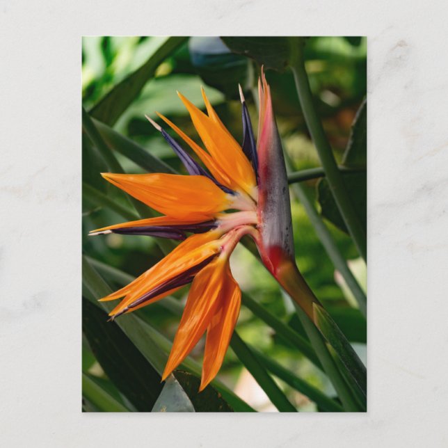 Der Vogel der paradiesischen Blume. Postkarte (Vorderseite)