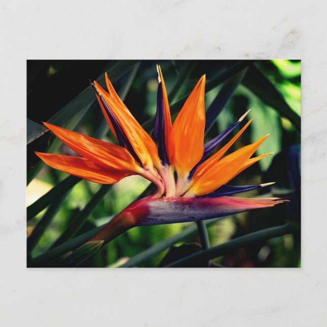 Der Vogel der paradiesischen Blume. Postkarte (Vorderseite)