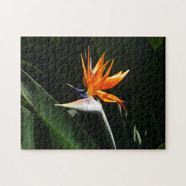 Der Vogel der tropischen Blume Orange (Horizontal)