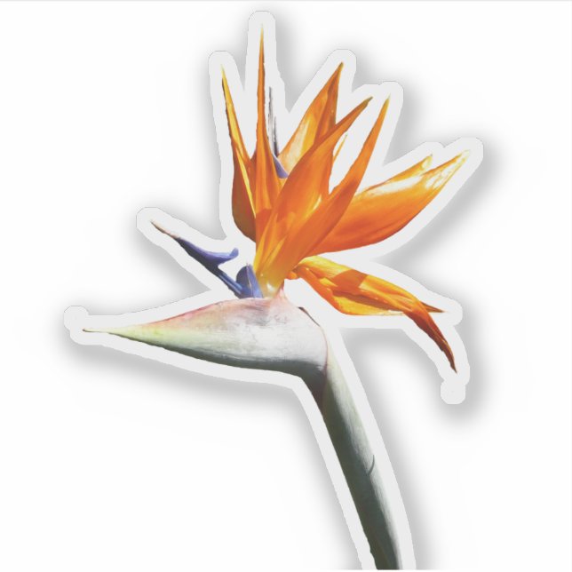 Der Vogel der tropischen Blume Orange Aufkleber (Vorderseite)
