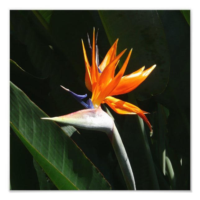 Der Vogel der tropischen Blume Orange Fotodruck (Vorne)