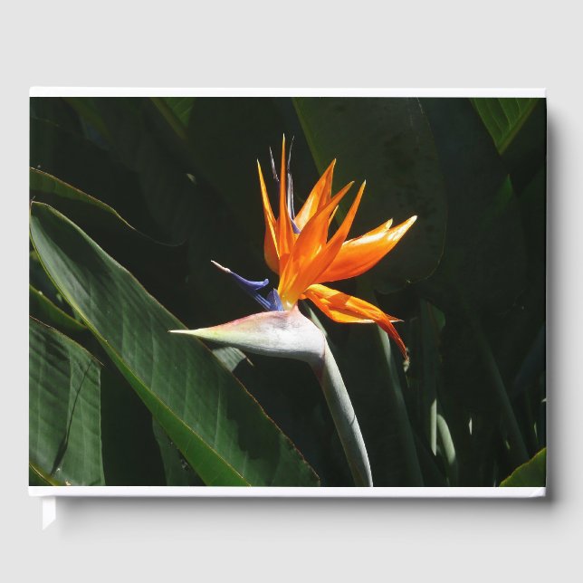 Der Vogel der tropischen Blume Orange Gästebuch (Vorderseite)