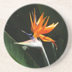 Der Vogel der tropischen Blume Orange Getränkeuntersetzer