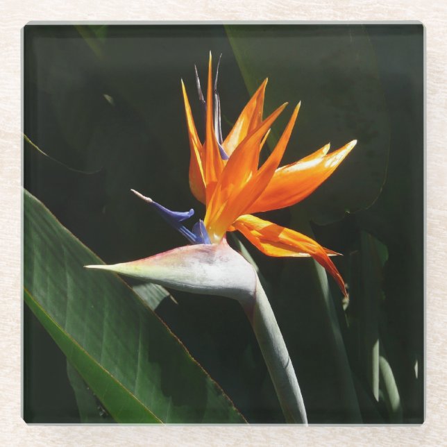 Der Vogel der tropischen Blume Orange Glasuntersetzer (Vorderseite)