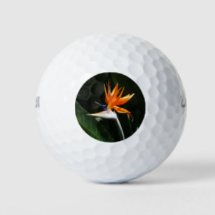 Der Vogel der tropischen Blume Orange Golfball