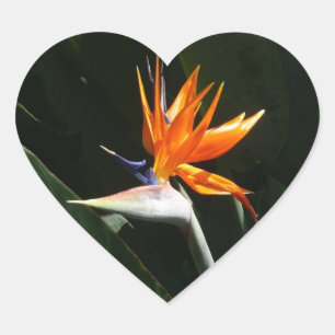 Der Vogel der tropischen Blume Orange Herz-Aufkleber