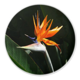 Der Vogel der tropischen Blume Orange Keramikknauf