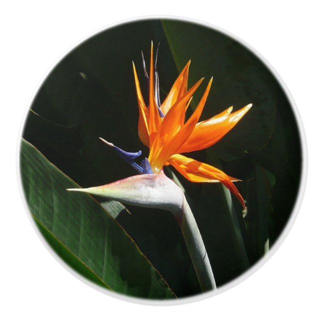 Der Vogel der tropischen Blume Orange Keramikknauf (Vorderseite)