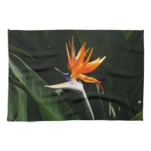 Der Vogel der tropischen Blume Orange
