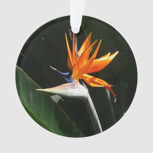 Der Vogel der tropischen Blume Orange Ornament (Vorderseite)