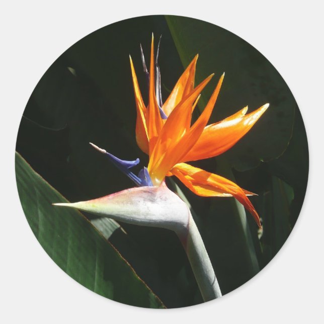 Der Vogel der tropischen Blume Orange Runder Aufkleber (Vorderseite)