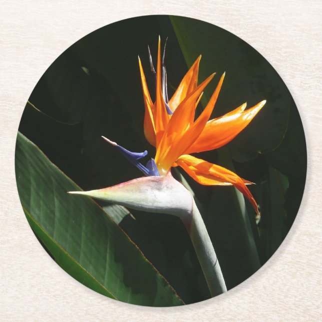 Der Vogel der tropischen Blume Orange Runder Pappuntersetzer (Vorderseite)