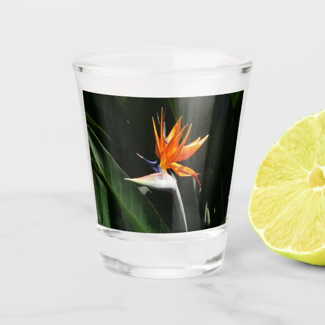 Der Vogel der tropischen Blume Orange Schnapsglas (Vorderseite)