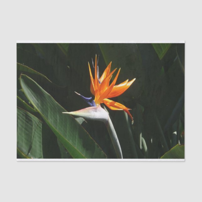 Der Vogel der tropischen Blume Orange Seidenpapier (Vorderseite)