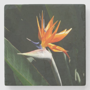 Der Vogel der tropischen Blume Orange Steinuntersetzer