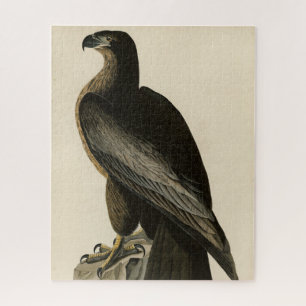 Der Vogel von Washington aus Audubons Vögeln Ameri