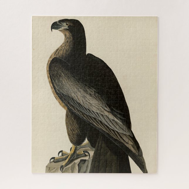 Der Vogel von Washington aus Audubons Vögeln Ameri (Vertikal)
