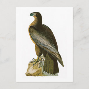 Der Vogel von Washington John Audubon Birds of Ame Postkarte