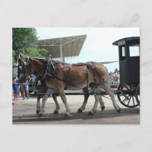 Der von Maultieren gezogene Schulbus Postkarte