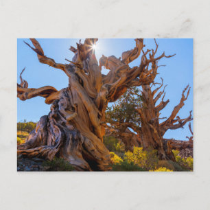 Der Wächterbaum Postkarte