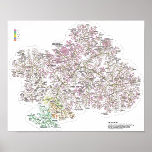 Der wahre Baum des Lebens Poster (Vorne)